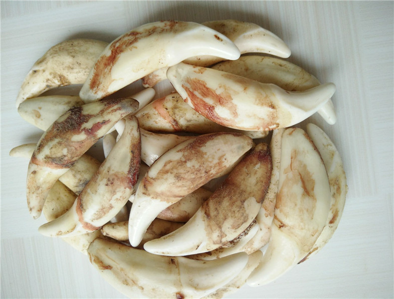 黑狗犬齿牙批发 漂白打孔 宝宝儿童编手链 挂件 diy材料饰品 狗牙