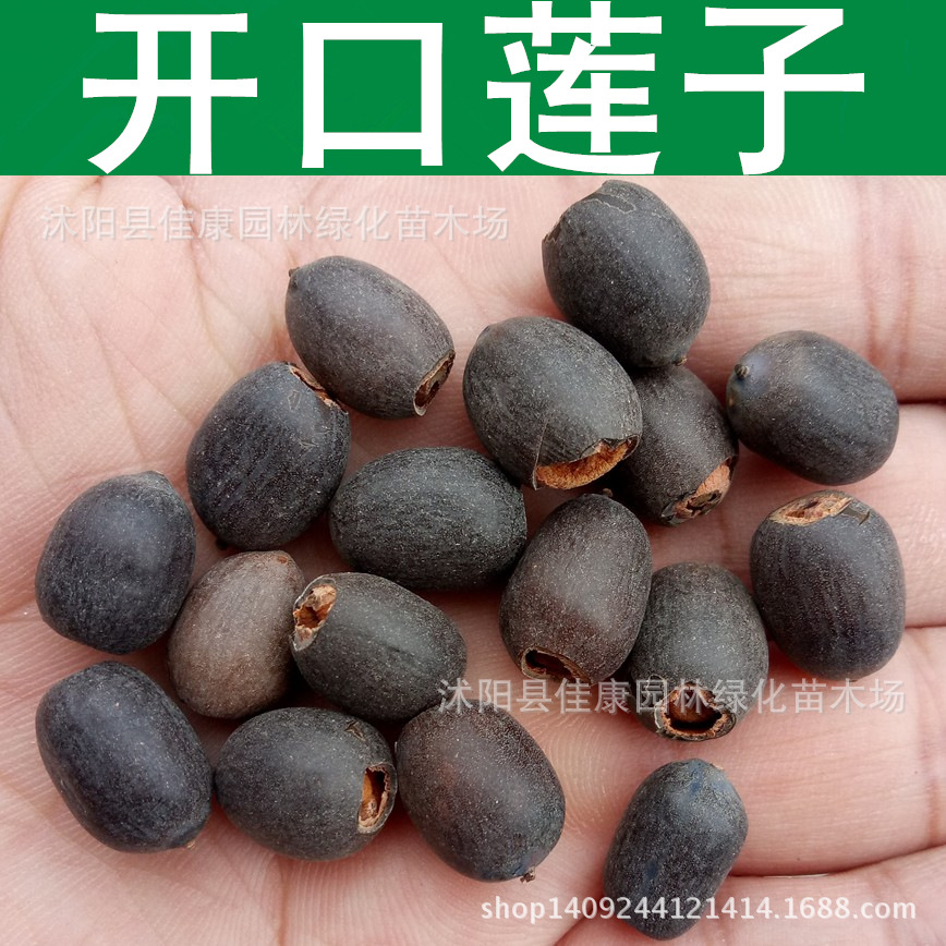 开口莲子莲花种子水芙蓉荷花种子品种花色随机1件1斤