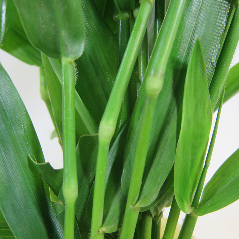 水草活体淡水植物日本青竹南美青竹鱼缸中后景水草懒人有茎类水草