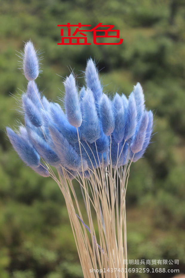 干花兔尾草 白色兔尾草 一束50支