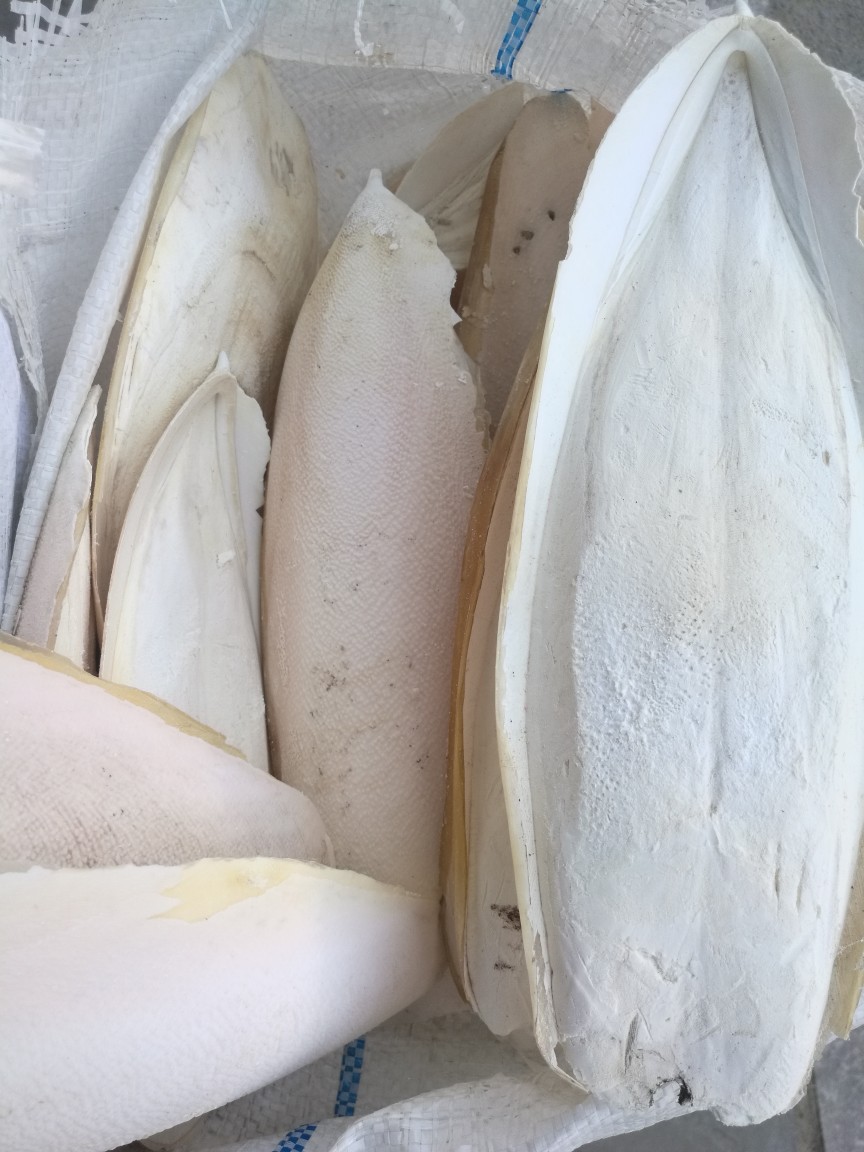 批发 宠物鸟食 墨鱼骨 袋装 海螵蛸 乌贼骨 量大从优