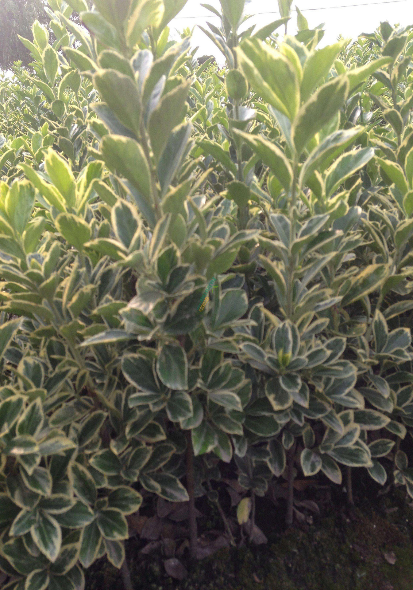 金边冬青苗金边黄杨树苗金边冬青卫矛冬青苗黄杨绿化苗批发绿篱