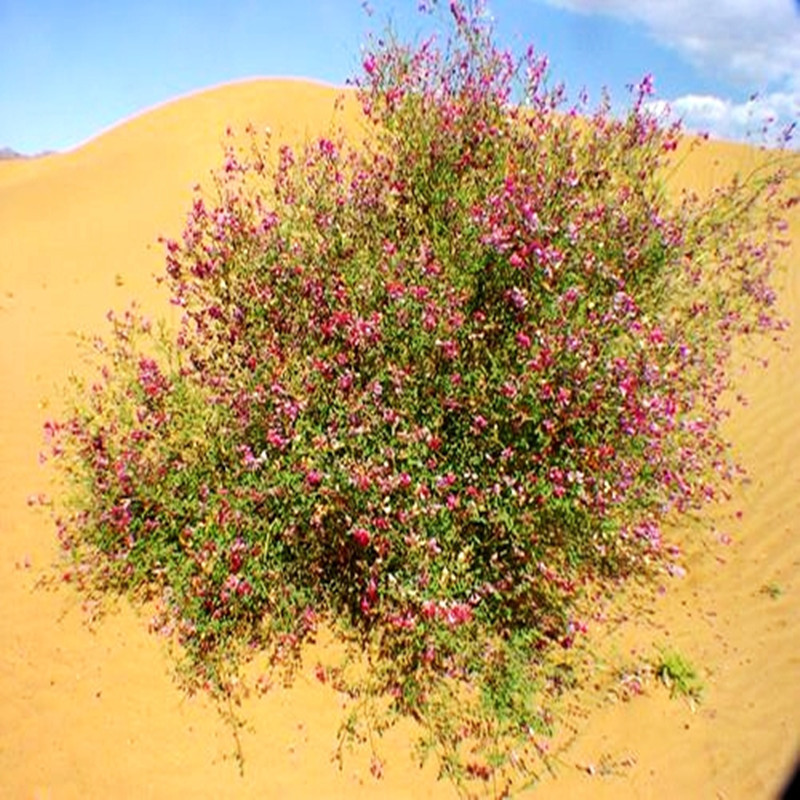 批发优质花棒种子 花棒灌木种子 细枝岩黄芪牛羊牧草种子量大从优