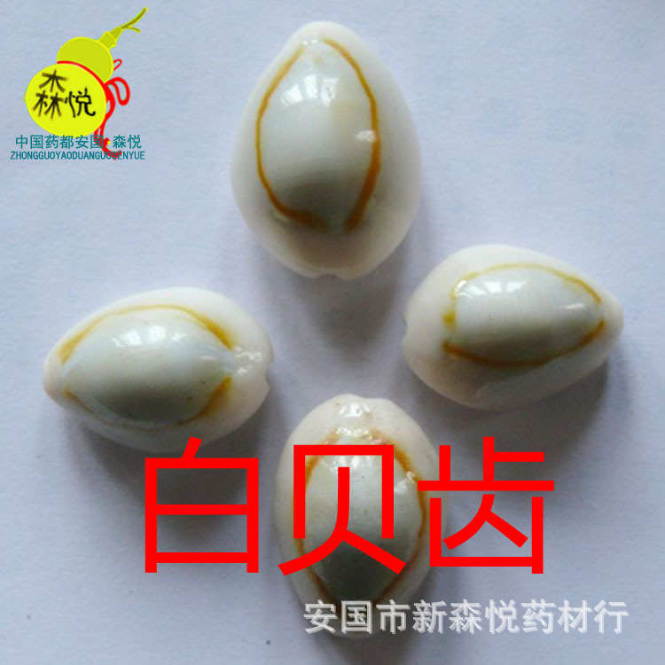 白贝齿 中药 白贝 贝子 贝齿 货贝 环纹货贝 按方抓药 免费打粉