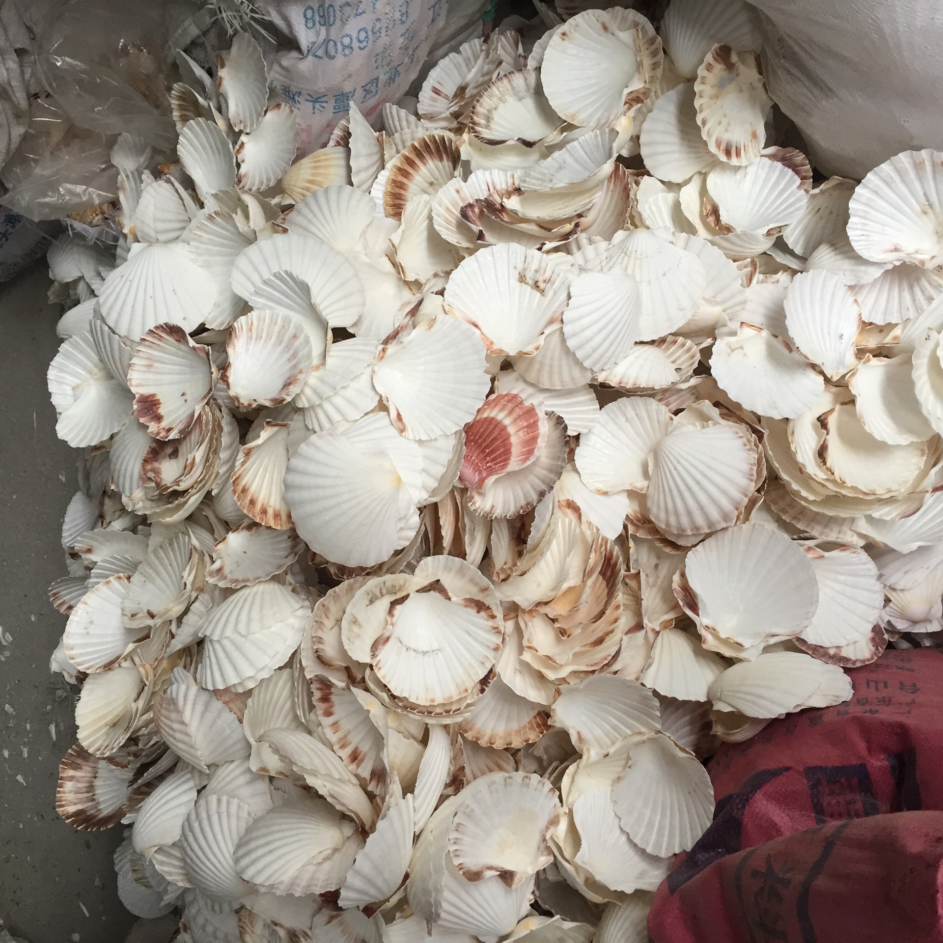 夏贻贝 大号白色扇贝 酒店装饰 婚庆 鱼缸装饰 天然海螺贝壳