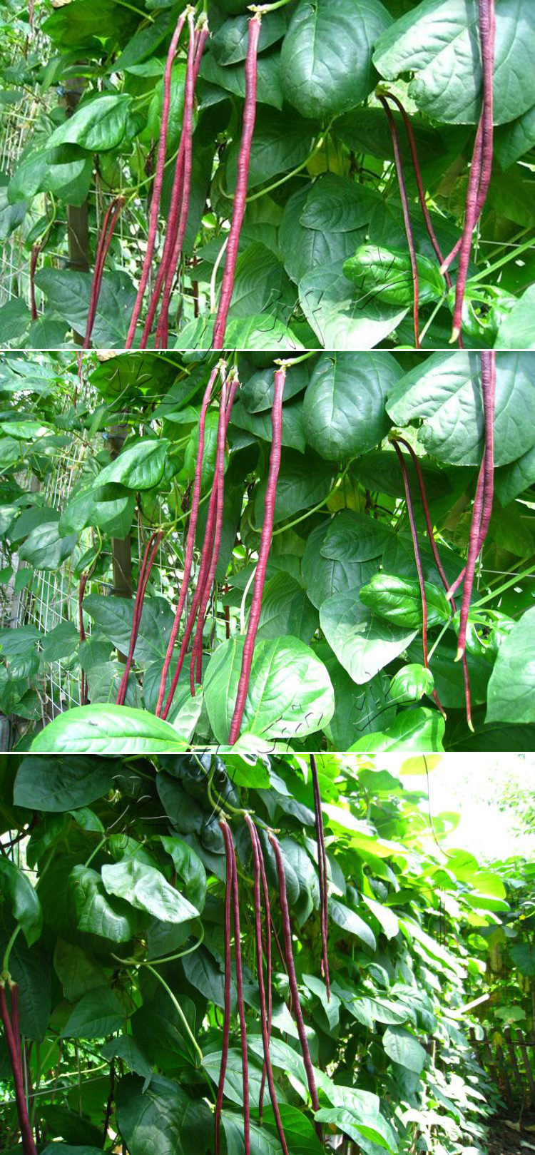 蔬菜种子 五月红满地 无架春秋红豇豆种子 红豆角种子 约10克