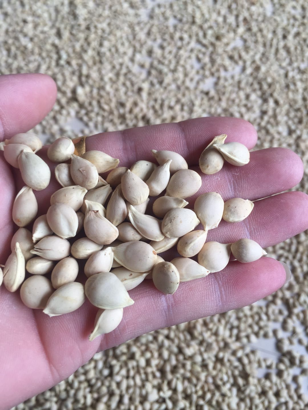 现加工积壳种子 枸橘种子 香橙种子 红橘种子 枳壳种子批发