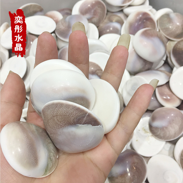 马达加斯加太阳贝 菊石水云母贝壳扇贝古 古生物化石 古动物化石