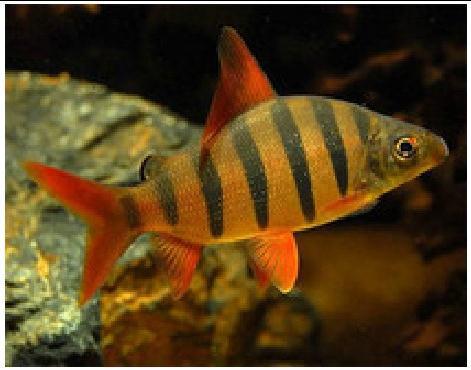 观赏鱼虎鱼-观赏鱼虎鱼厂家,品牌,图片,热帖-阿里巴巴