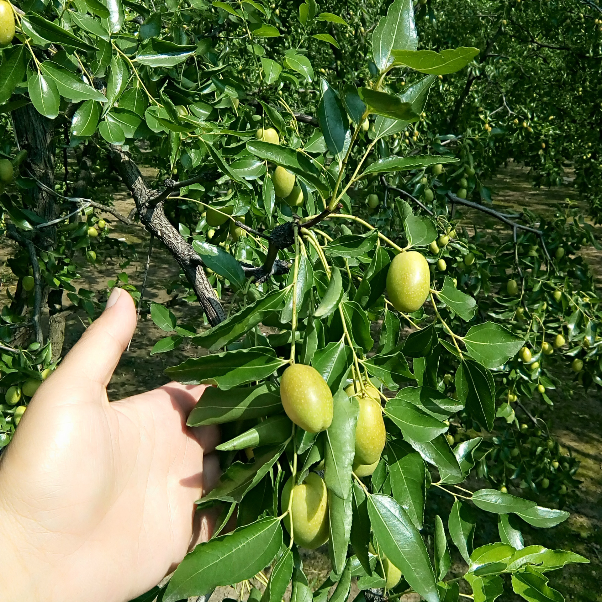 500g散装批发无核硬蜜枣 一级干蜜枣沧州特产 蜜饯零食金丝蜜枣