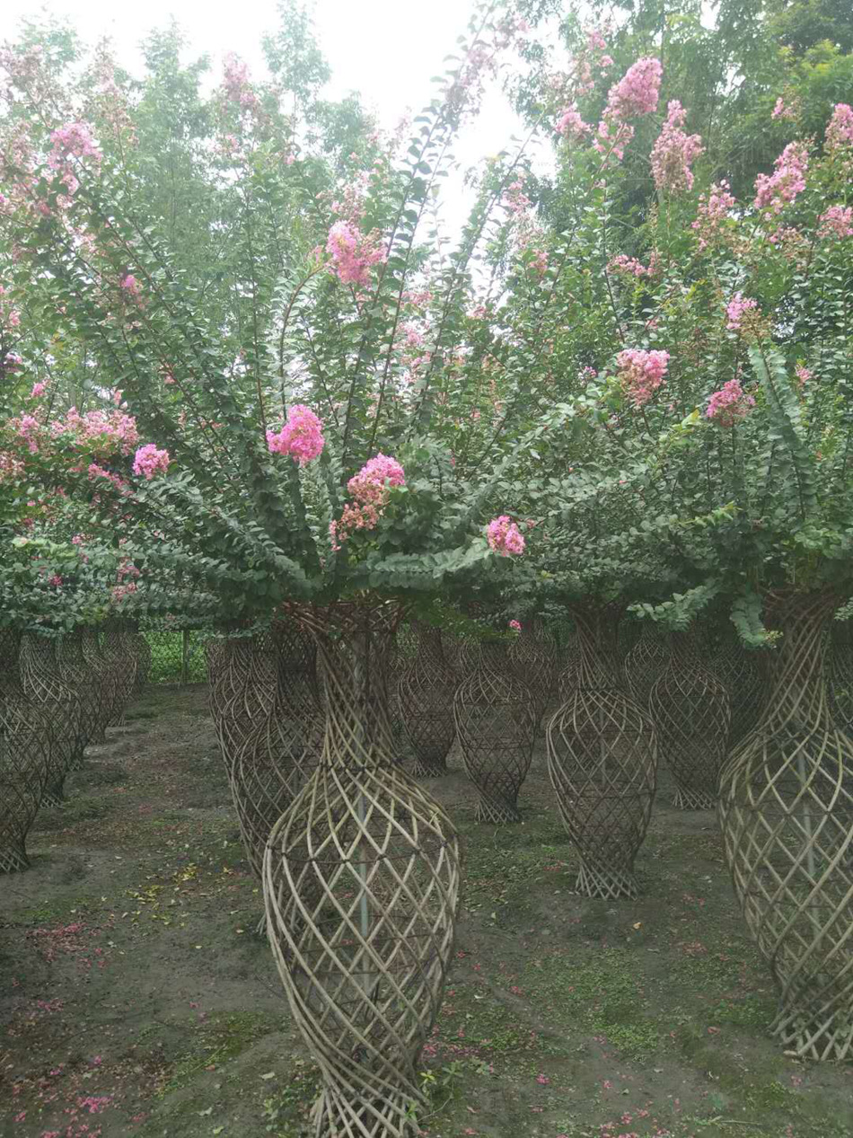 紫薇瓶子 紫薇造型景观树 紫薇编艺花瓶 工程绿化植物 庭院绿篱