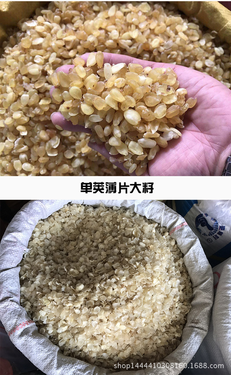 皂角米_15