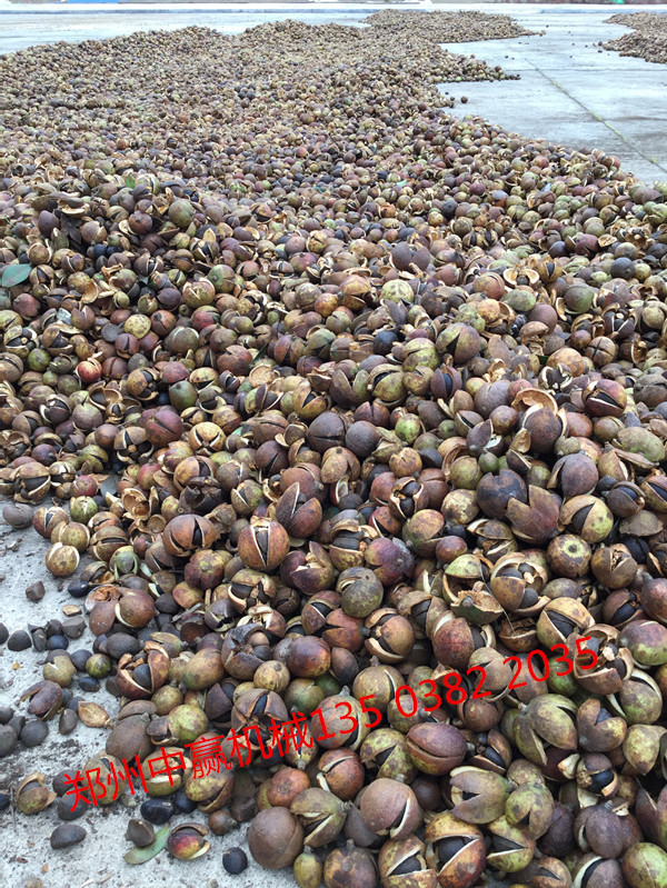 茶籽脱剥壳机多少钱一台 邵阳 怀化永州哪有卖茶籽剥壳 油茶果剥