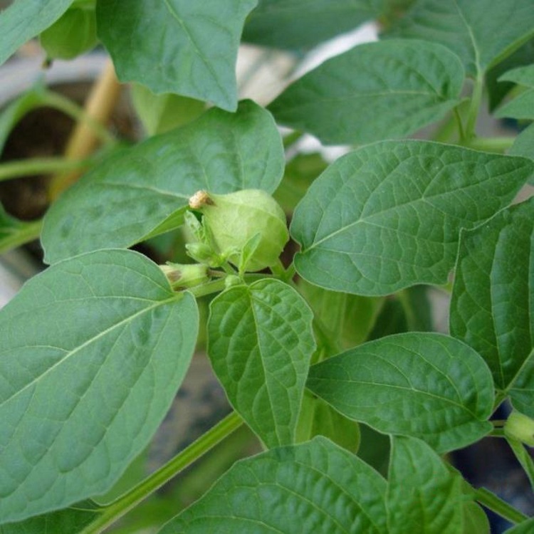 挂金灯粉灯笼果浓缩粉