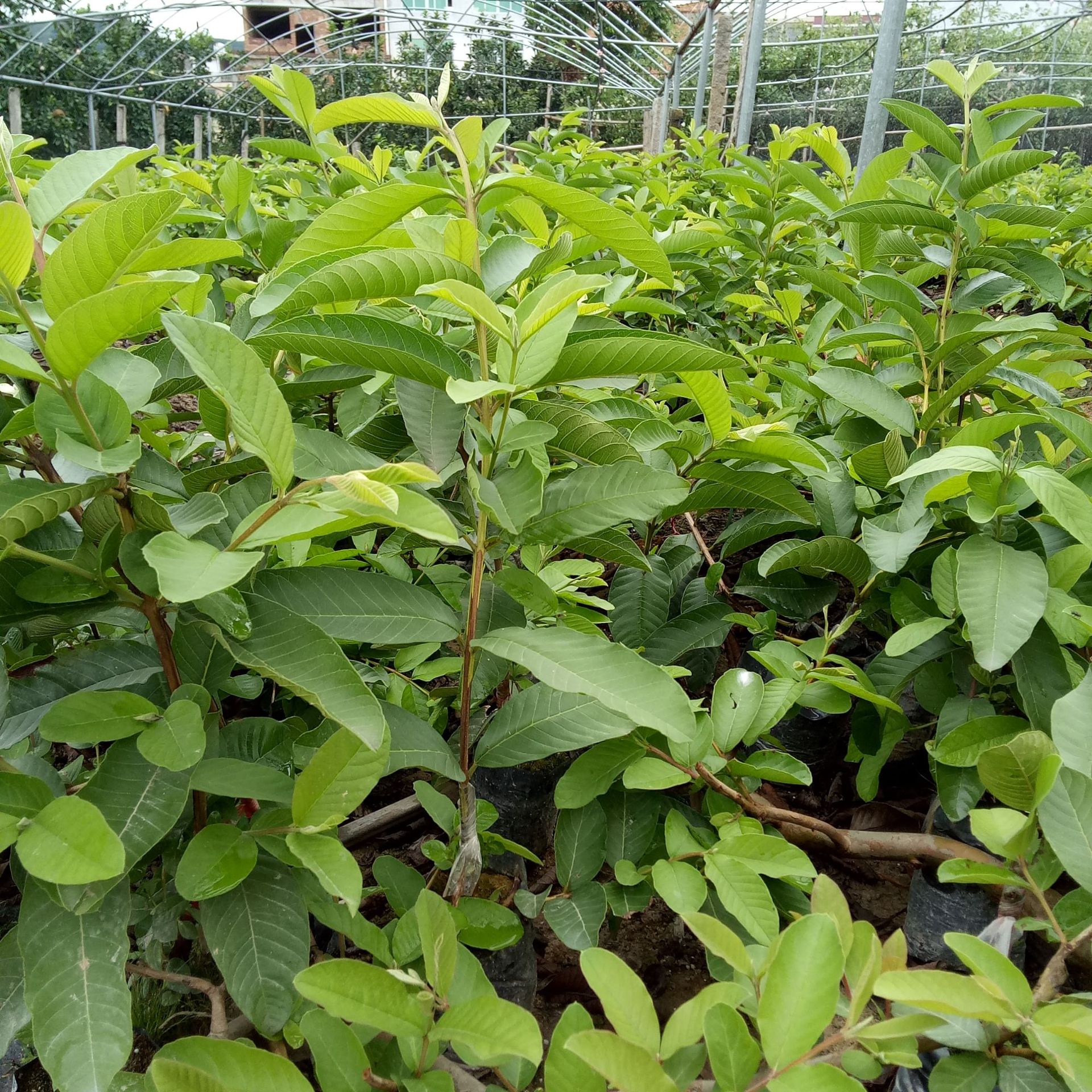 基地大量新品种珍珠芭乐苗红心番石榴苗红心芭乐果苗批发量大免邮