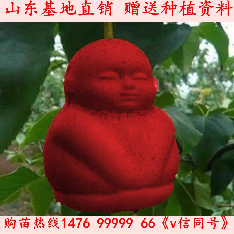 人参果树苗南方种植 图片合集