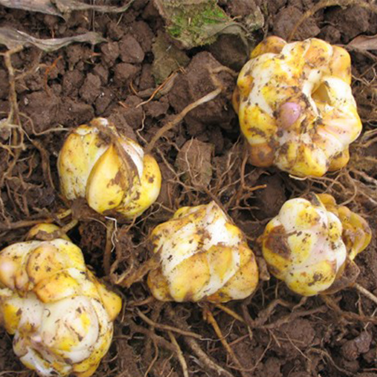 批发云南进口百合种球 香水百合鲜切花种球 球根花卉植物带牙发货