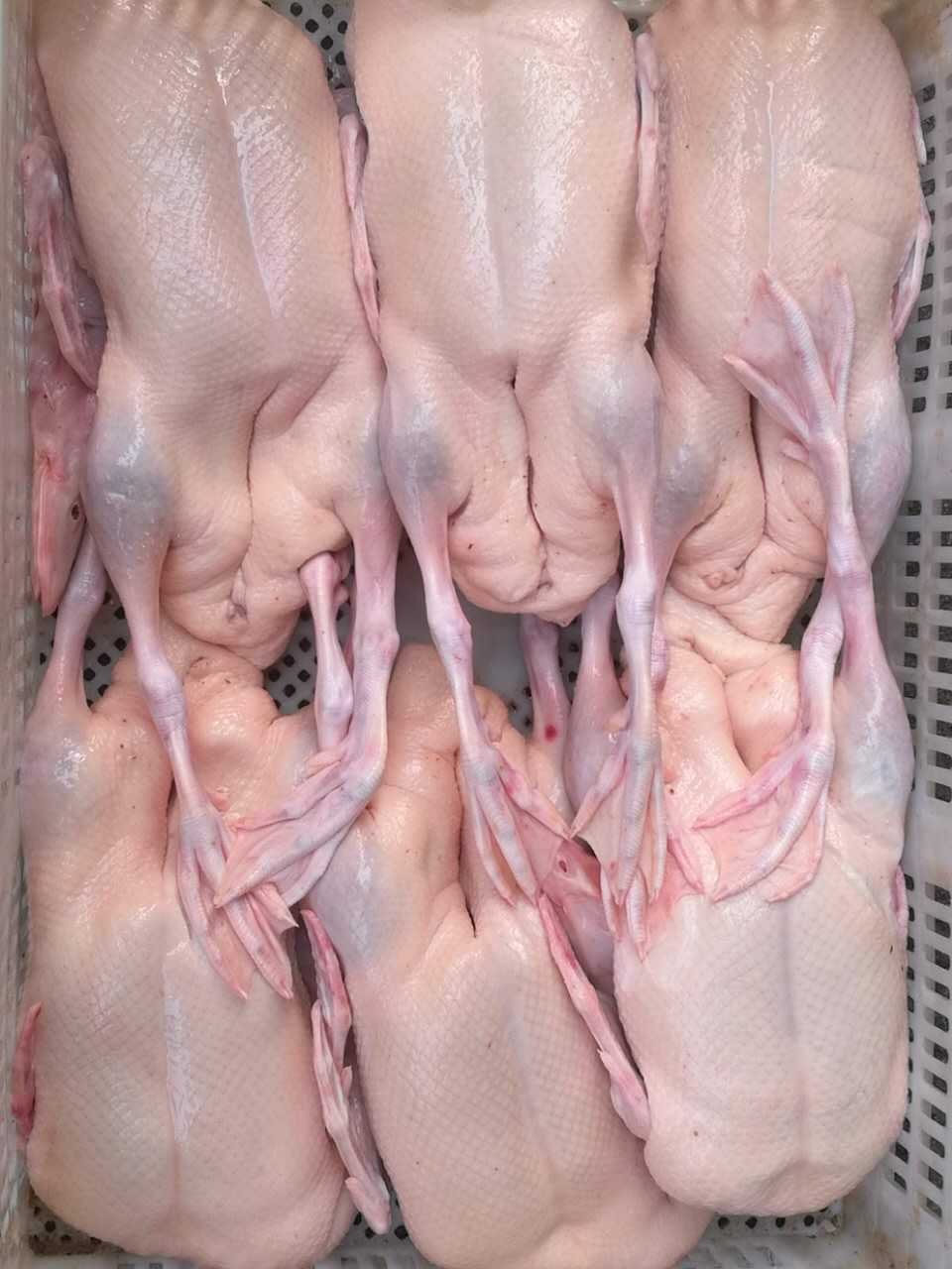 北京烤鸭专用鸭白条鸭厂家直销生鲜鸭冷冻鸭肉现杀现卖鸭肉