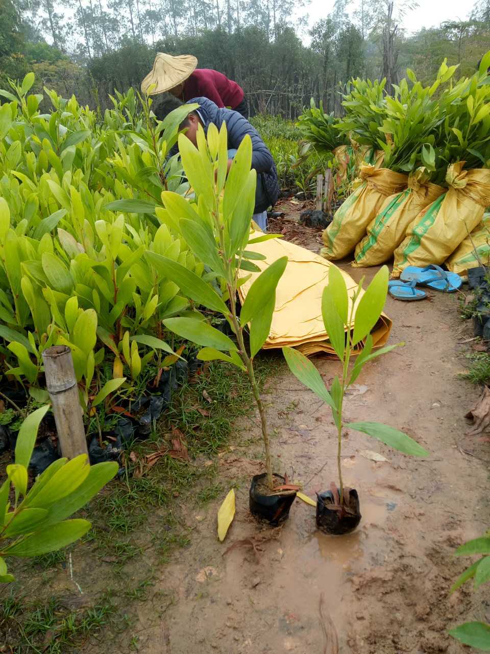 相思种苗供应 马占相思盆栽 绿化植物 花卉苗木 绿化苗基地直供