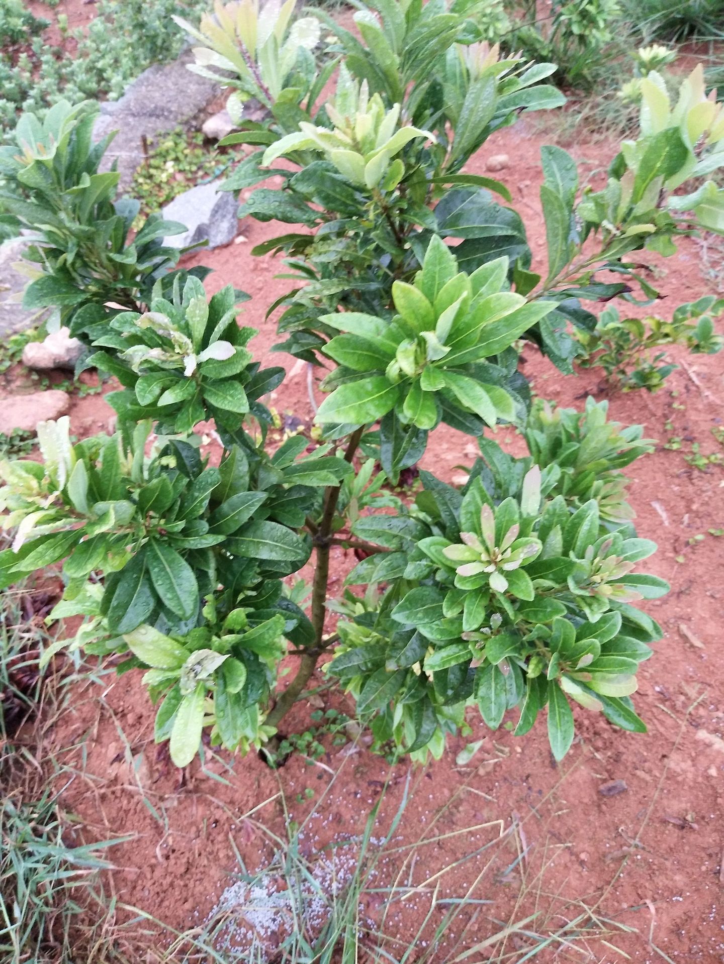 诚招东魁杨梅苗杨梅树苗 2公分带土球 杨梅树 优质嫁接杨梅代理