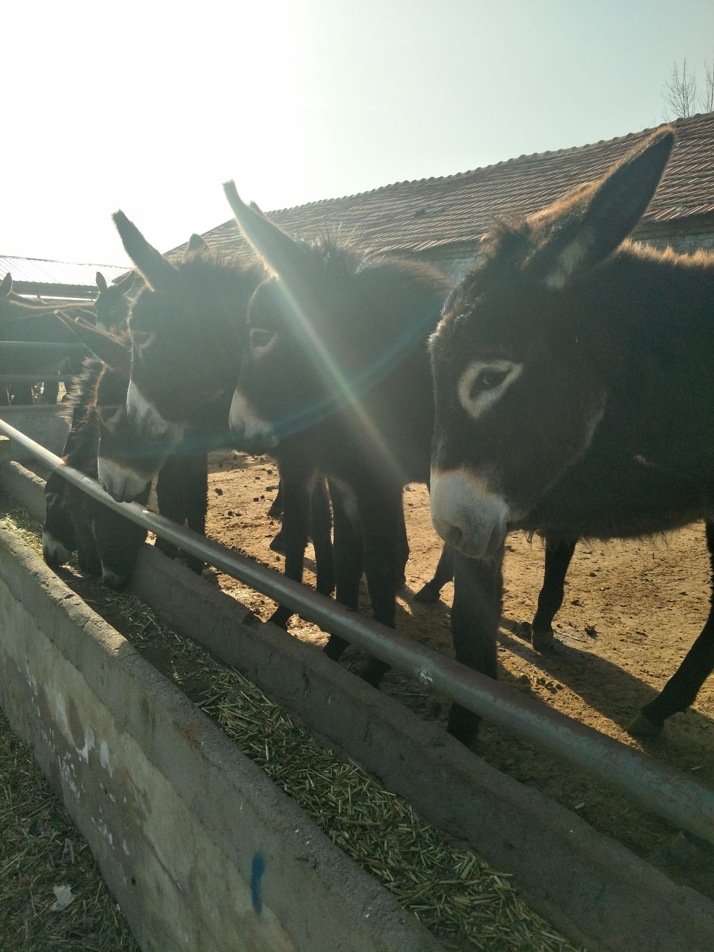 肉驴养殖场 新出栏一批驴苗 德州驴驹