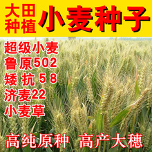 强筋冬小麦种子  国审小麦济麦22 23矮秆抗倒大穗 原种
