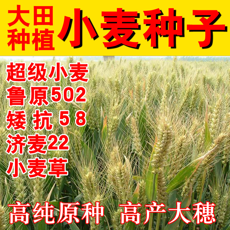 济麦5198审定图片