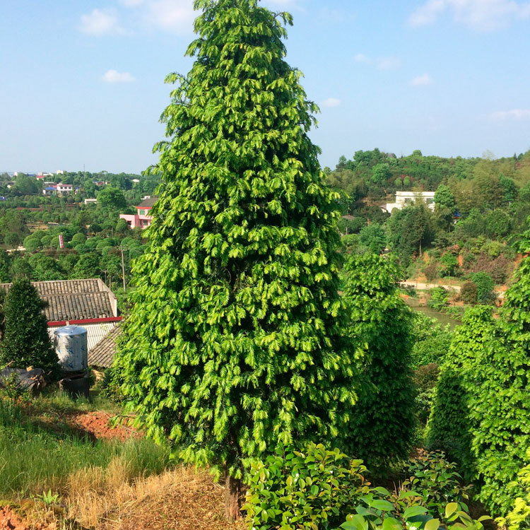 乔木-耐寒红豆杉批发 绿化植物 湖南基地直供 货源充足 量大从优-乔木