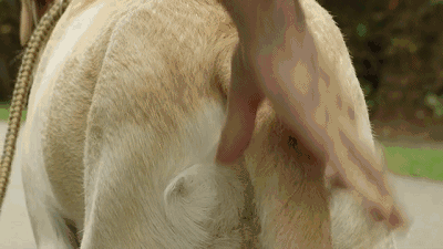 壁纸 动物 狗 狗狗 400_225 gif 动态图 动图