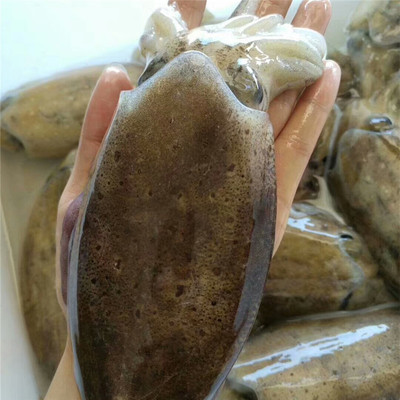 【野生墨鱼宝宝】:福建东山岛野生海鲜鲜活海鲜冷冻速冻海鲜水产