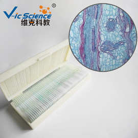 玉米茎居间分生组织纵切 生物切片标本 微生物切片 植物类装片