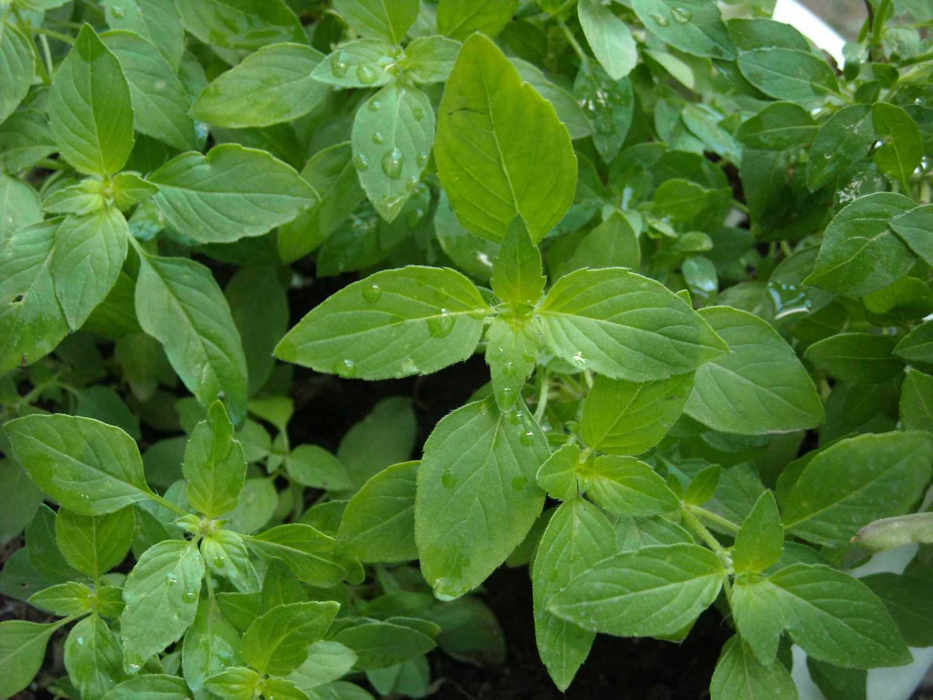 花卉种子 香荆芥种子多年生荆菜甜香嫩叶可食用泡茶可盆栽50粒/包