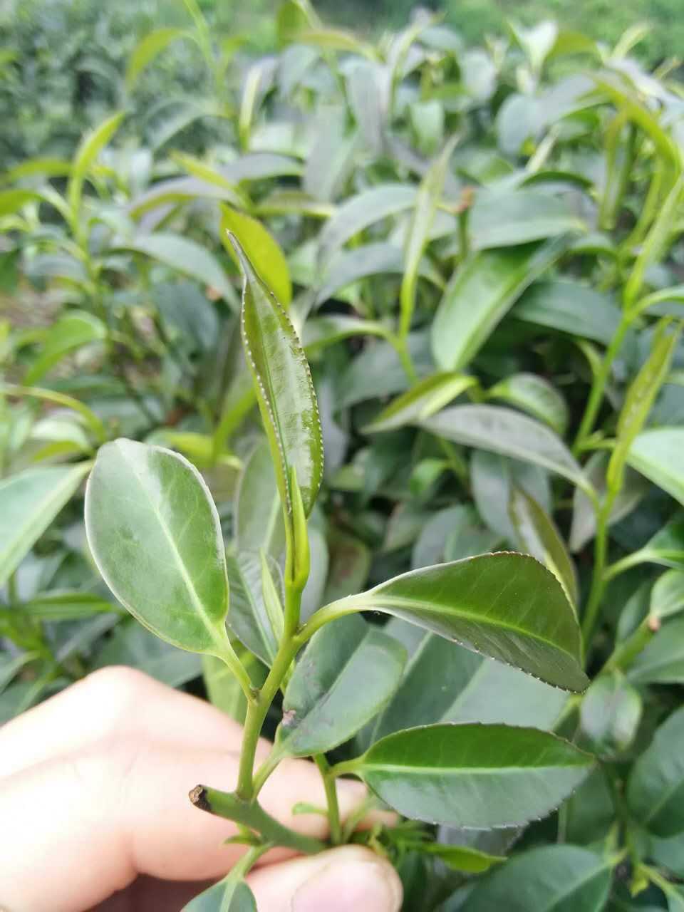 阳发茶业隐茶杯 易泡茶 石崖茶 茶杯 办公接待会议用茶杯