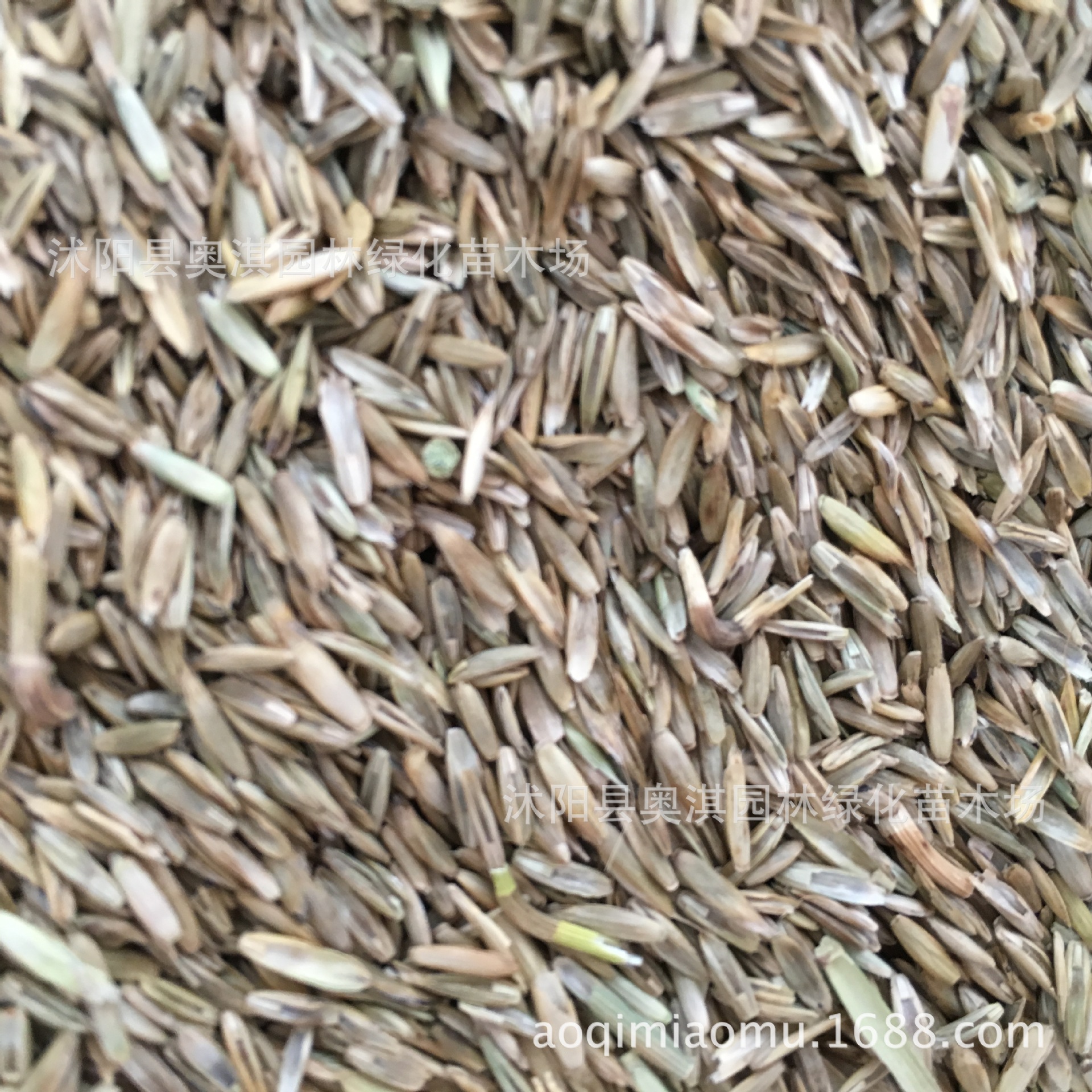 情思草种子 草娃娃种子 室内生态盆栽微景观迷你植物创意桌面摆件