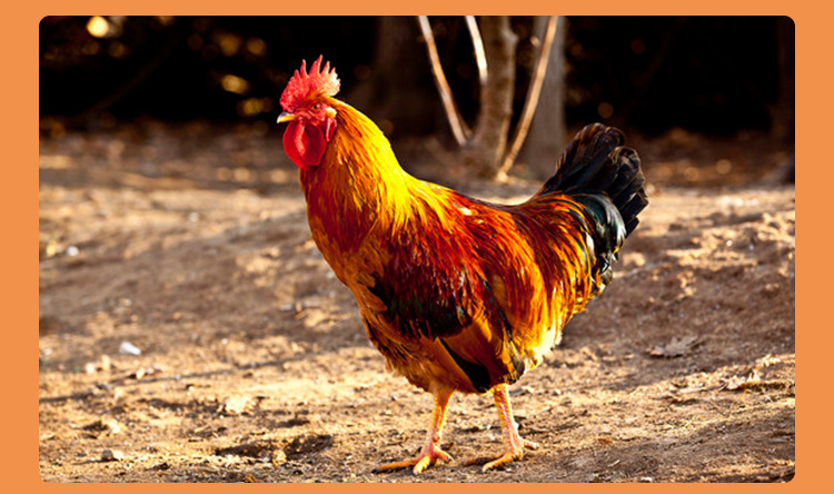 【地方特产】庄河大骨鸡 生态养殖 肉鲜味美 批发大骨鸡蛋鸡苗