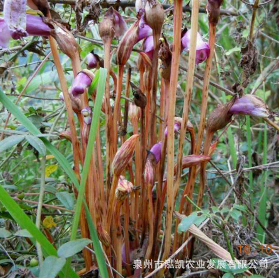 野生野菰,蔗寄生,官真花,蔗寄生,蛇箭草,白茅花,土灵芝草