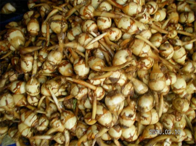 基地批发 水体绿化景观水生植物 慈菇观花赏叶水体净化 慈菇