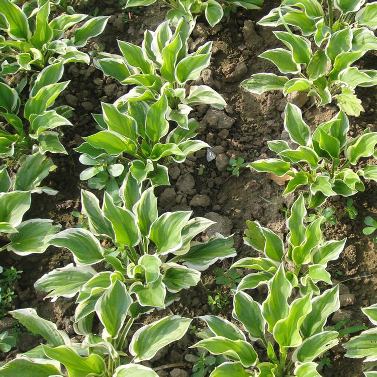 玉簪花金边玉簪-玉簪花金边玉簪厂家,品牌,图片,热帖-阿里巴巴