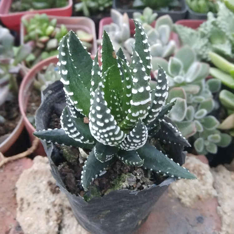 漳州多肉植物批发 鹰爪 裸根 约3-4cm 花卉盆栽绿植园艺