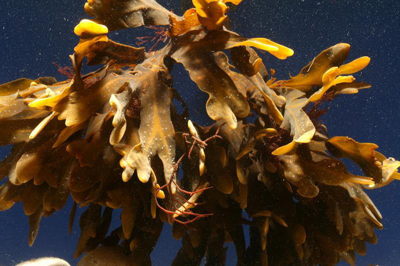 海带多糖海带提取物