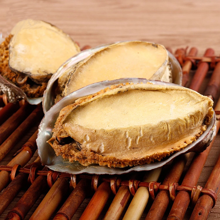 邦大海珍 产地批发fd带壳冻干鲍鱼散装批发 渤海湾特产冻干鲍鱼干