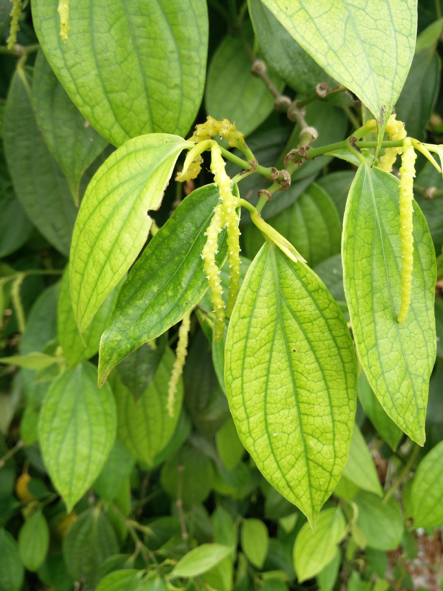 包邮批发海南特产胡椒根 野生纯根农家老胡椒根料厂家直销-阿里巴巴