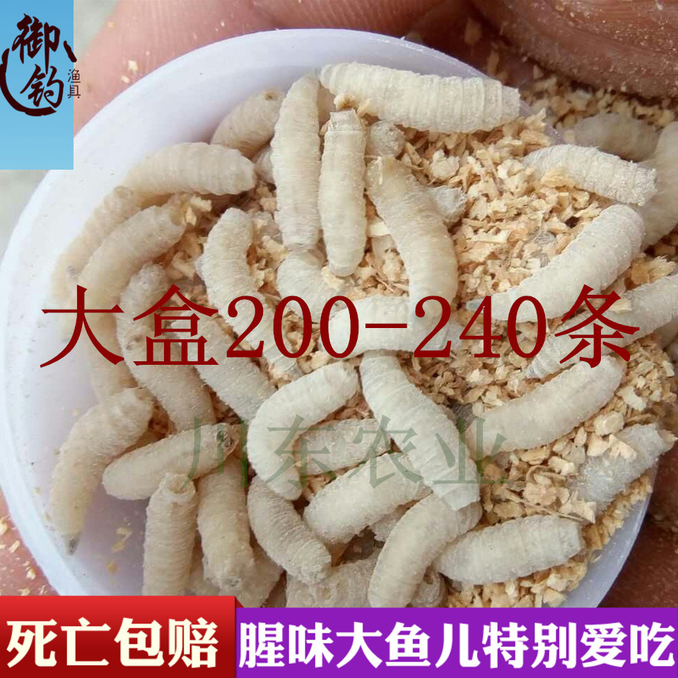 批发钓鱼蛆虫活体鱼饵肉蛆蛆牙子钓饵鲜活蛆虫瓶装活力足包存活
