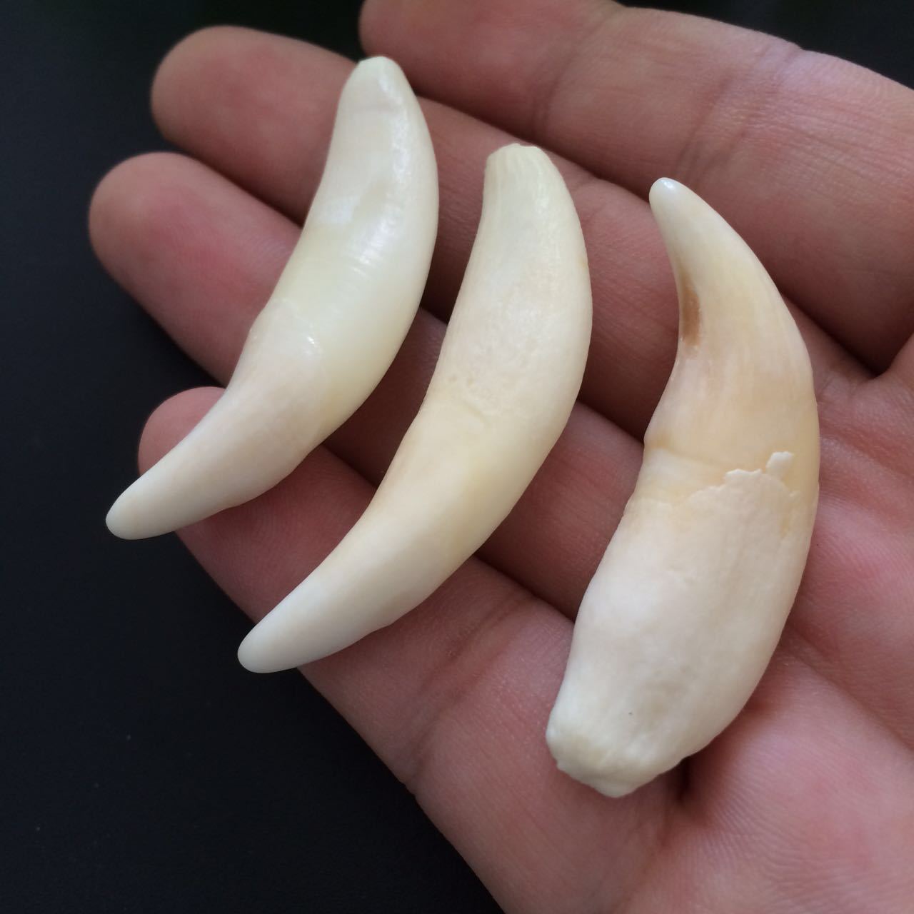 大号狼牙男士项链吊坠骨质真狼牙饰品情侣饰品对牙款