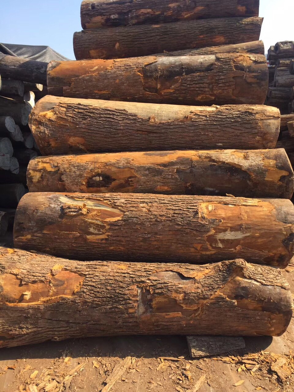 香樟原木_香樟原木 木板材 防腐实木 现货批发 张家港胜鼎木业