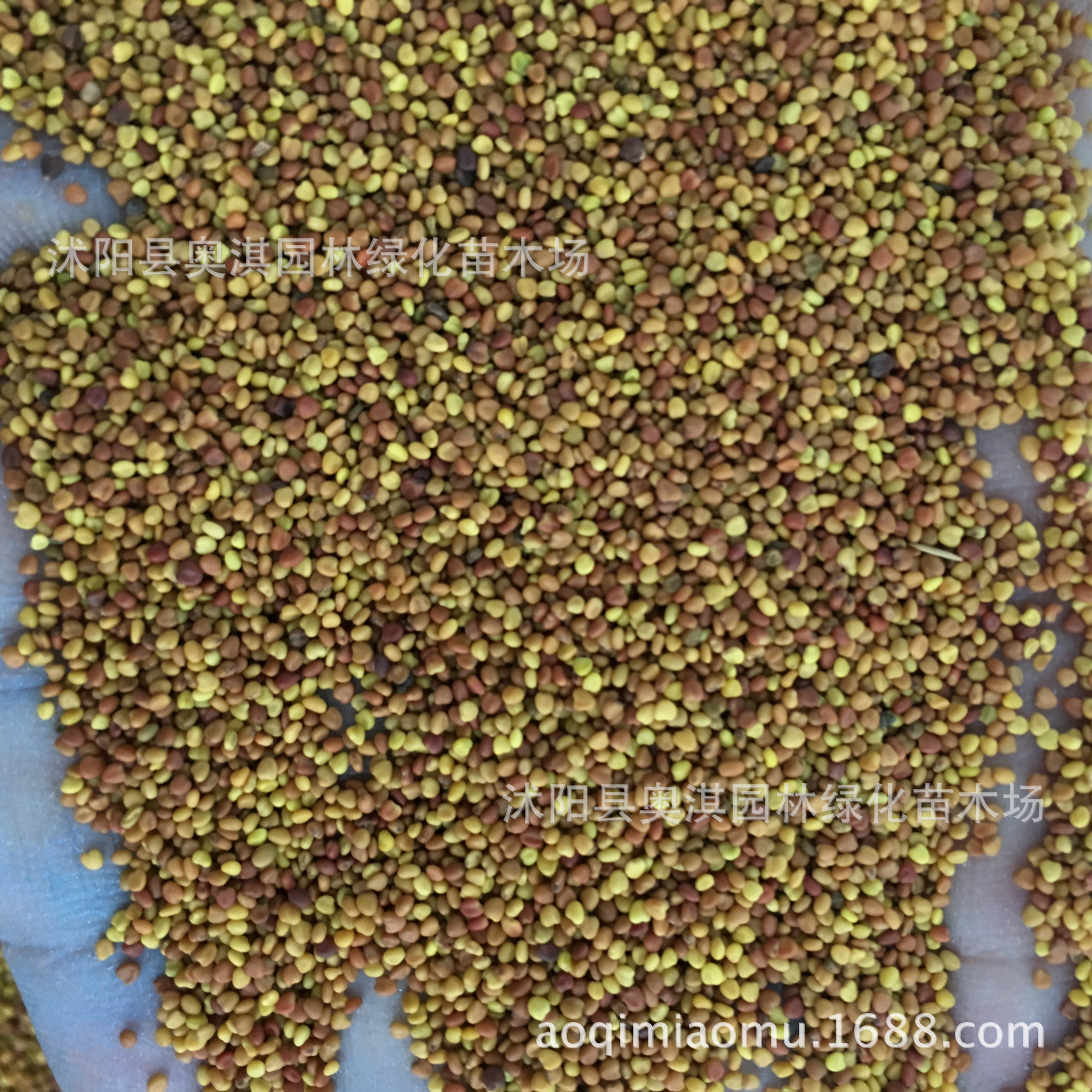 岩石草种子办公室盆栽陶碳球小盆景室内桌面负离子迷你植物种子