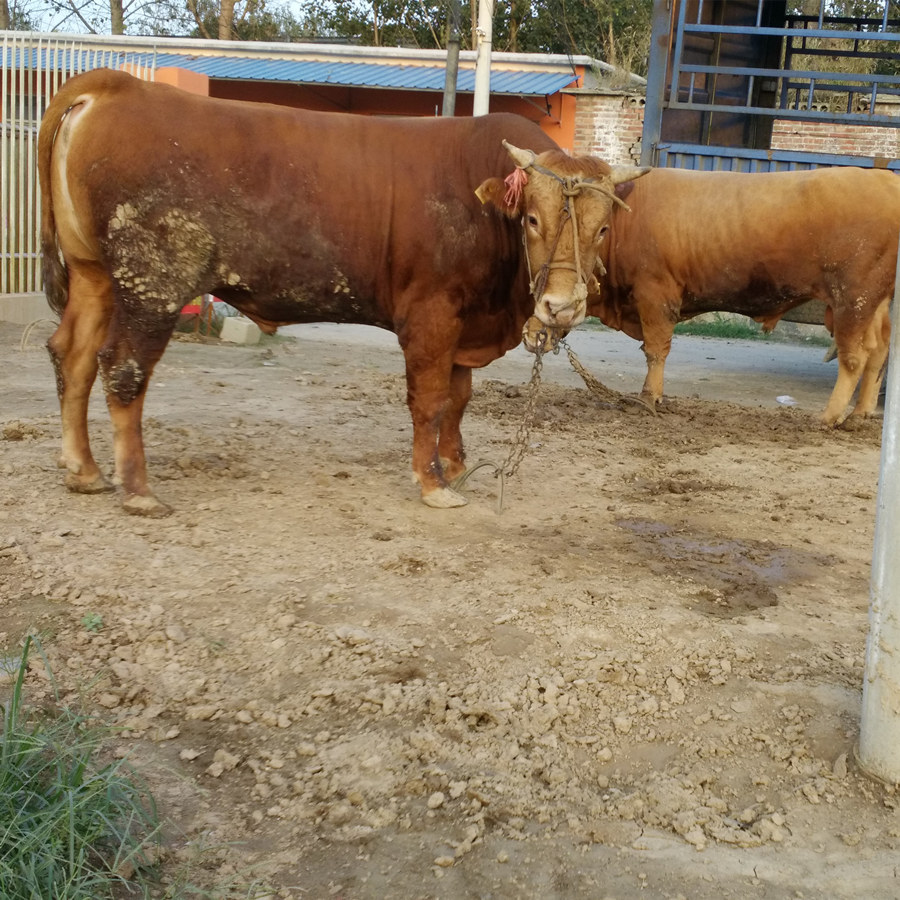 先养后付款 买种牛到正规养牛场实时2020年种牛价格在线问专家吧