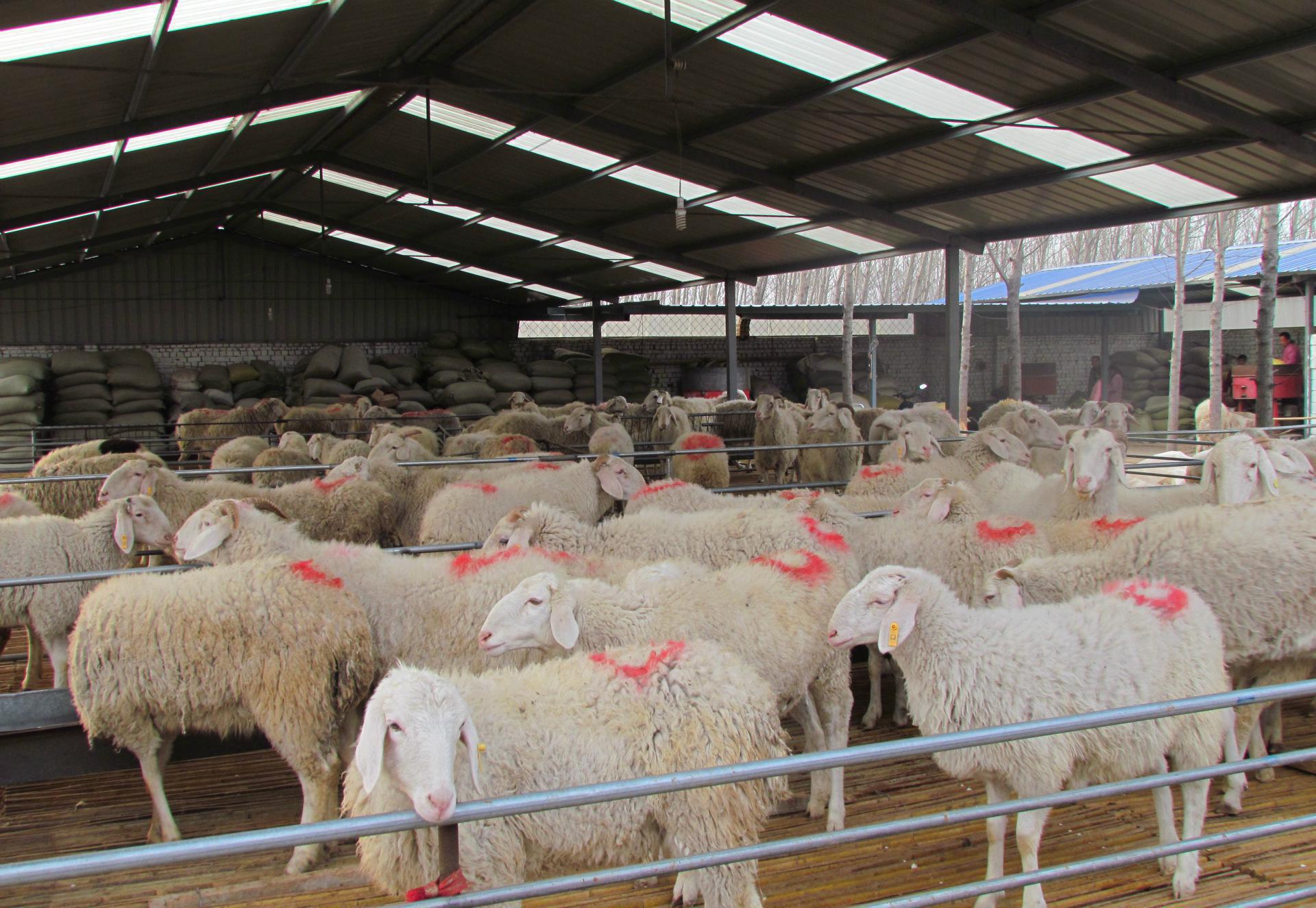 辽宁小尾寒羊养殖场批发出售小尾寒羊小尾寒羊种母羊价格