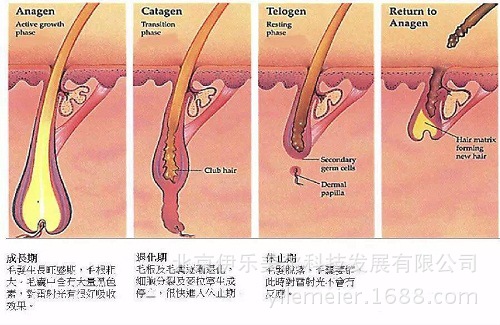 【光学脱毛的原理】