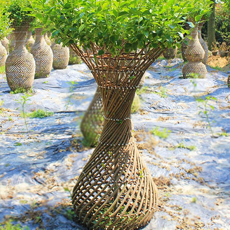 紫薇花瓶 净水宝瓶造型 紫薇景观树 植物编艺 园林绿化苗木